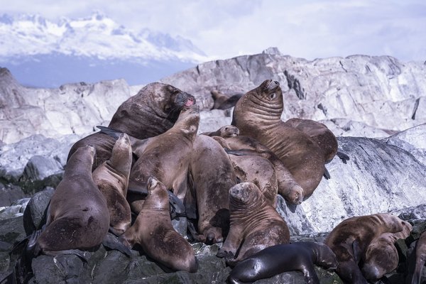 Quelles stratégies pour mixer des imprimés animaliers sans surcharger votre look ?